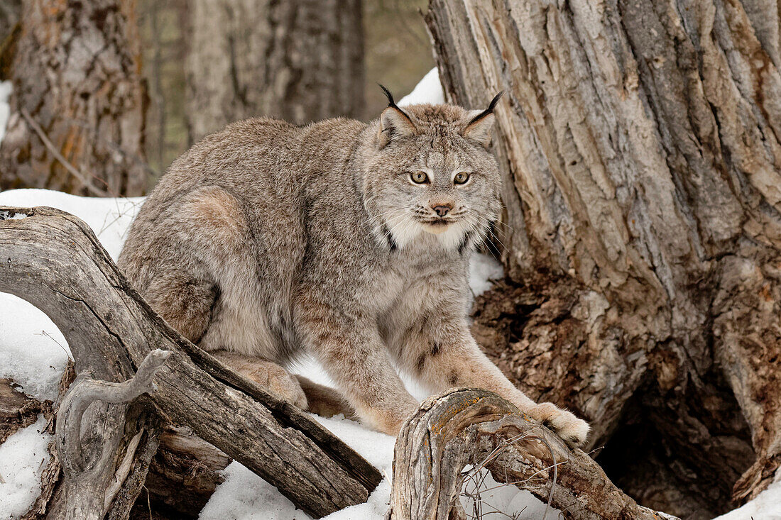 Kanadischer Luchs in Gefangenschaft oder Kanadischer Luchs im Winter, Montana. Luchs (Lynx canadensis), Felidae