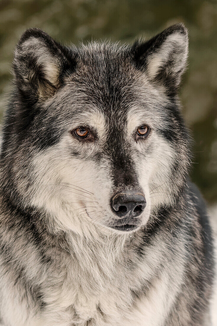 Grauer Wolf oder Timberwolf im Winter, (in Gefangenschaft) Canis lupus, Montana