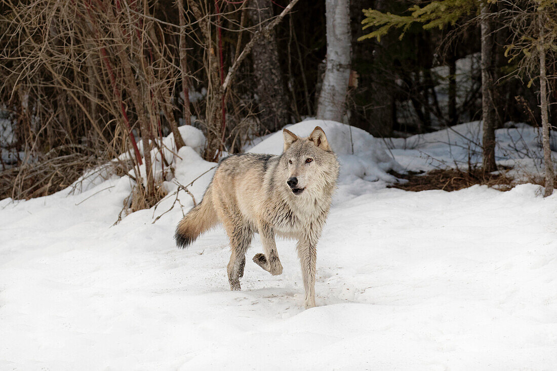 Grauer Wolf oder Timberwolf im Winter, (in Gefangenschaft) Canis lupus, Montana