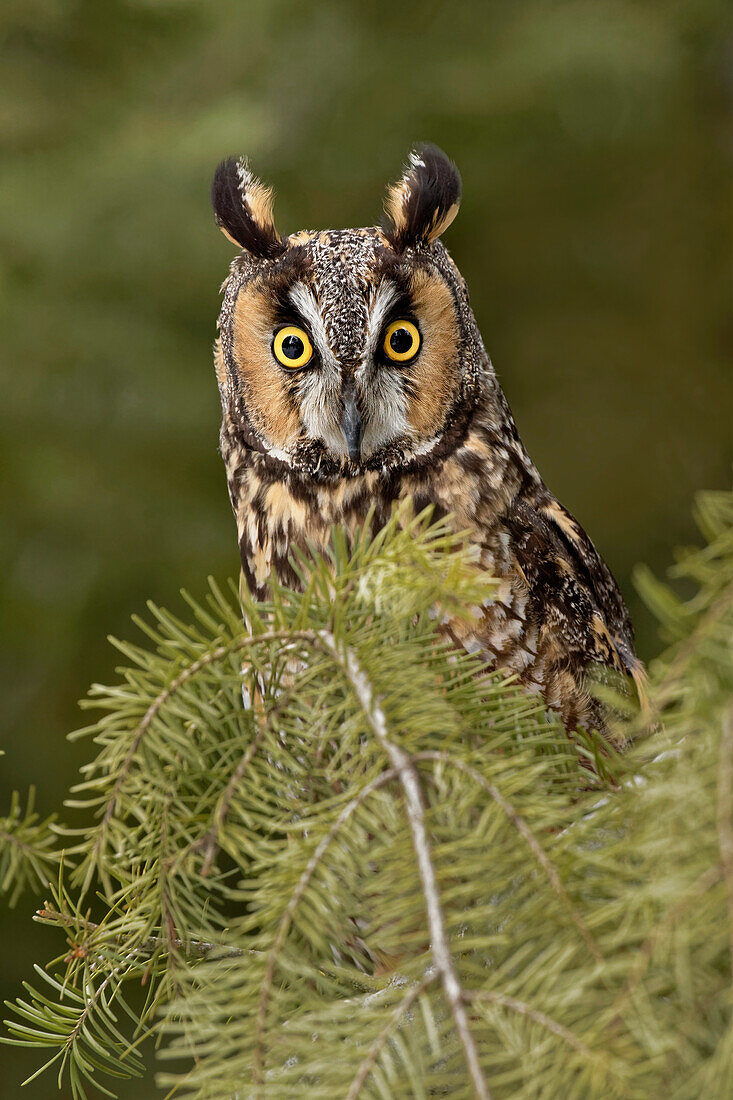 Waldohreule, Asio otus (in Gefangenschaft) Montana