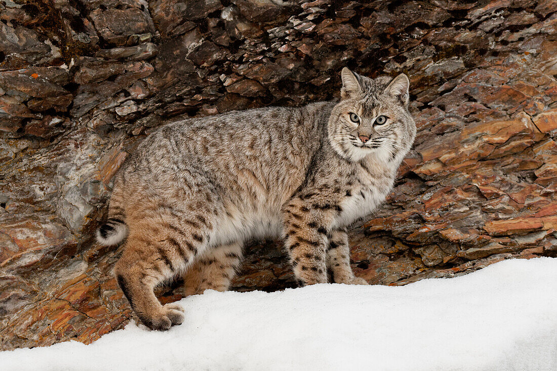 Bobcat im Schnee (in Gefangenschaft) Montana. Luchs Rufus