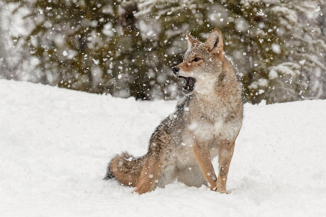 Captive coyote in snow, Montana