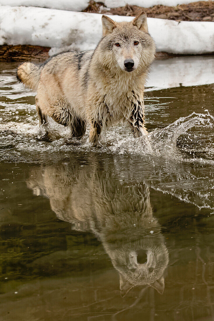 Grauer Wolf oder Timberwolf Reflexion beim Überqueren eines Baches im Winter, (Captive) Canis lupus, Montana