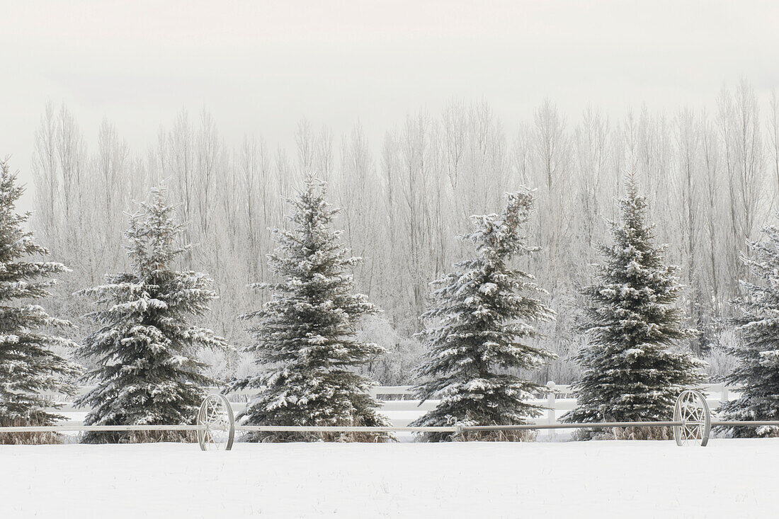Heavy frost on trees, Kalispell, Montana