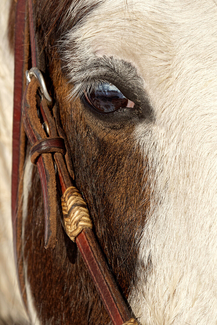 Horse close-up in winter, Kalispell, Montana, Equus ferus caballus