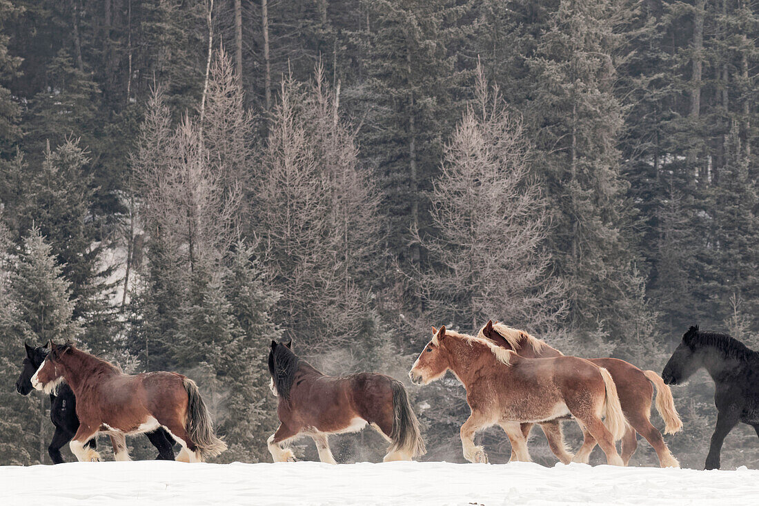 Belgischer Pferdetrieb im Winter, Kalispell, Montana. Equus ferus caballus
