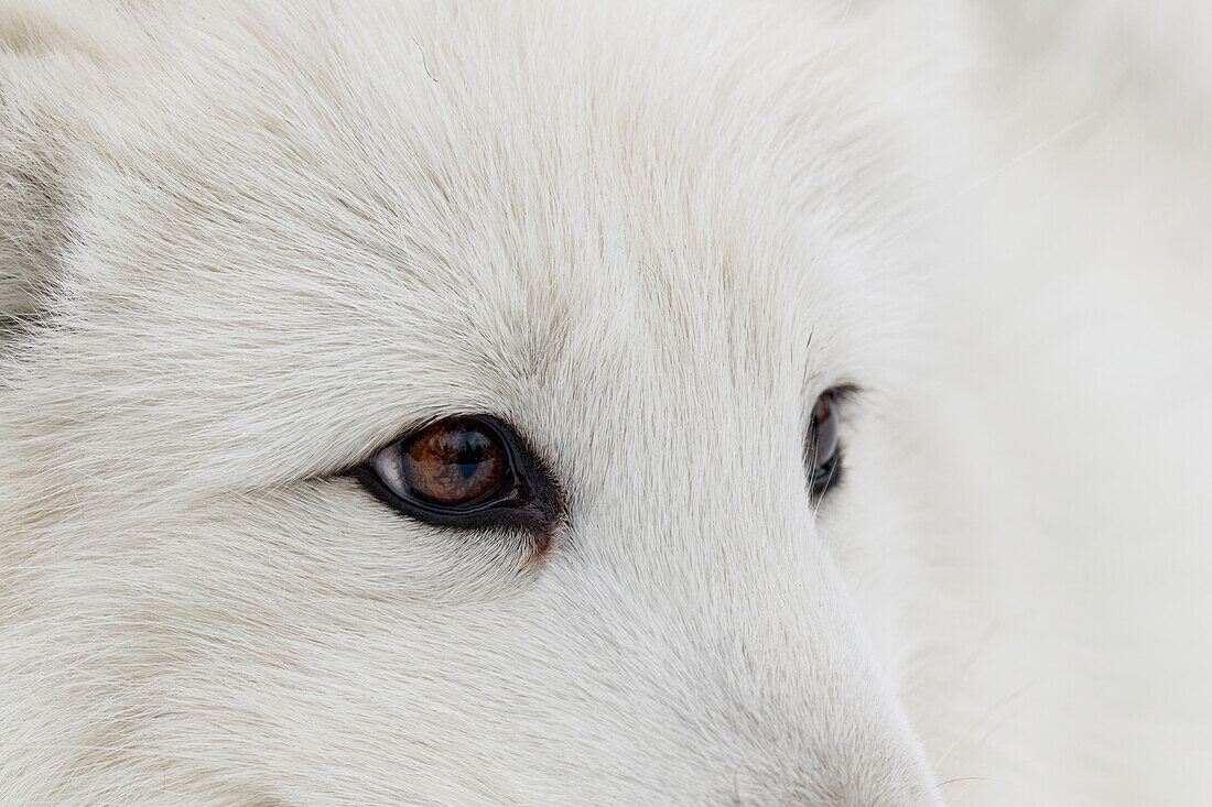 Captive Arctic Fox in snow, Montana, Vulpes Fox, native to Arctic regions of northern hemisphere.