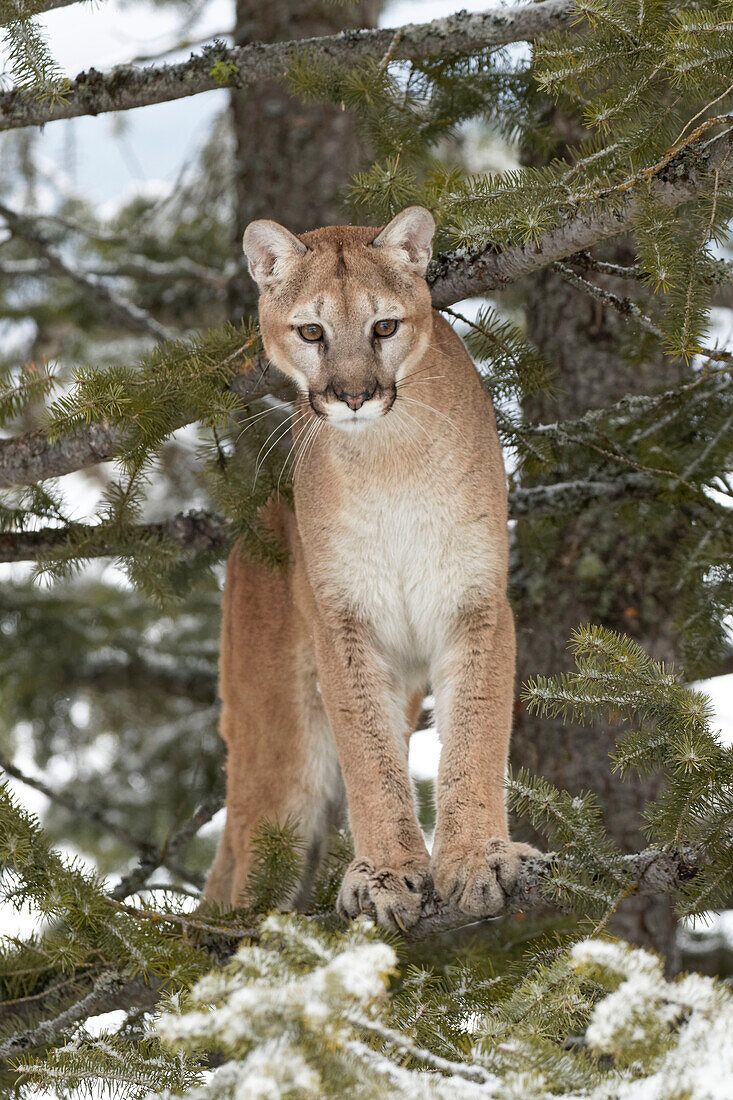 Berglöwe beim Sprung aus der Luft, (in Gefangenschaft) Montana. Puma Concolor