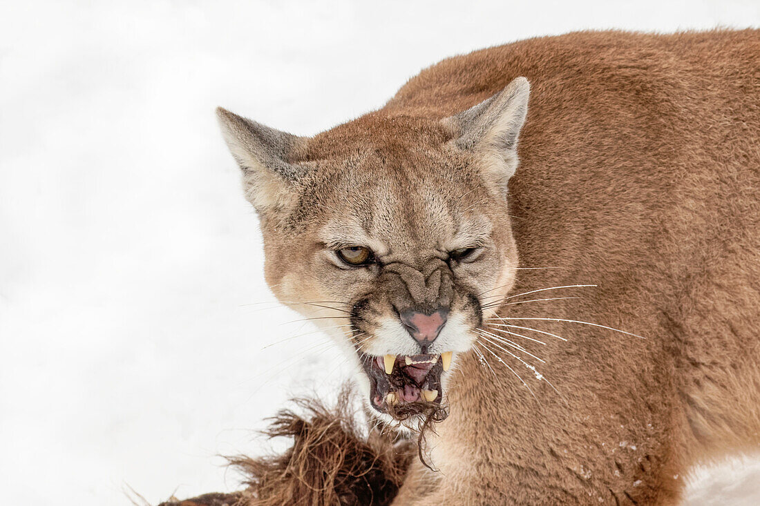 Mountain Lion in mid air jumping, (Captive) Montana. Puma Concolor