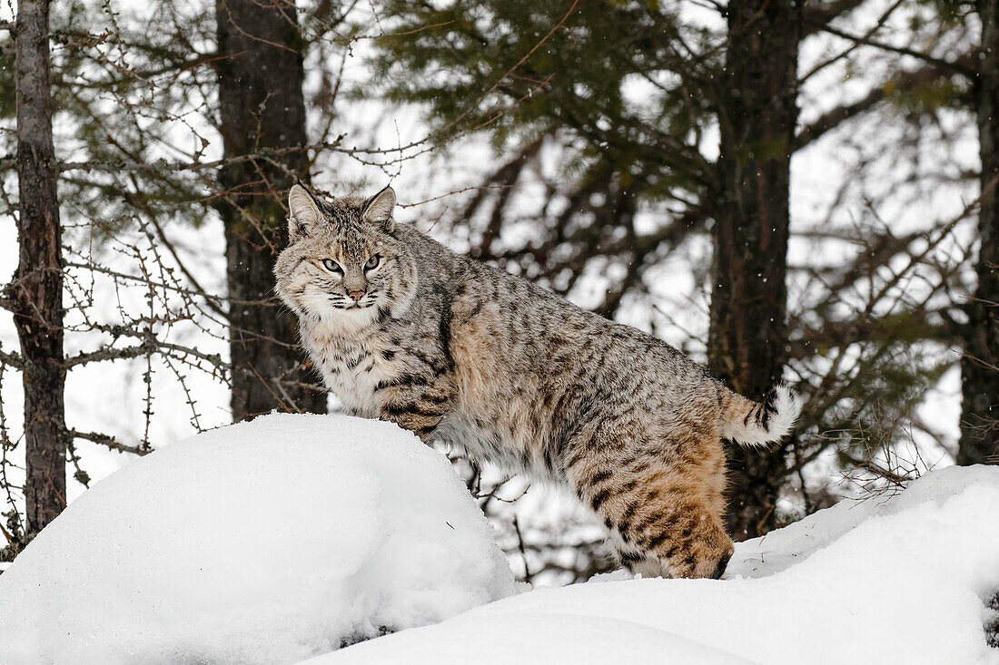 Bobcat in snow (Captive) Montana. Lynx Rufus