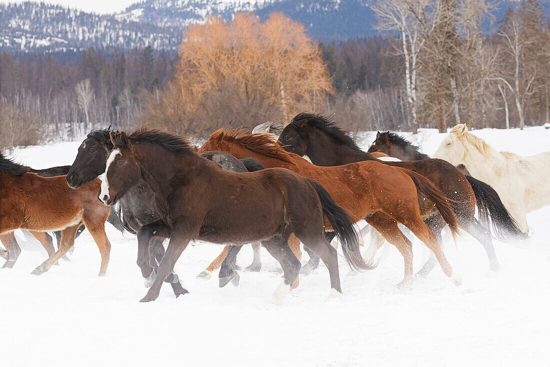 Rodeo-Pferde während des Wintertreibens, Kalispell, Montana