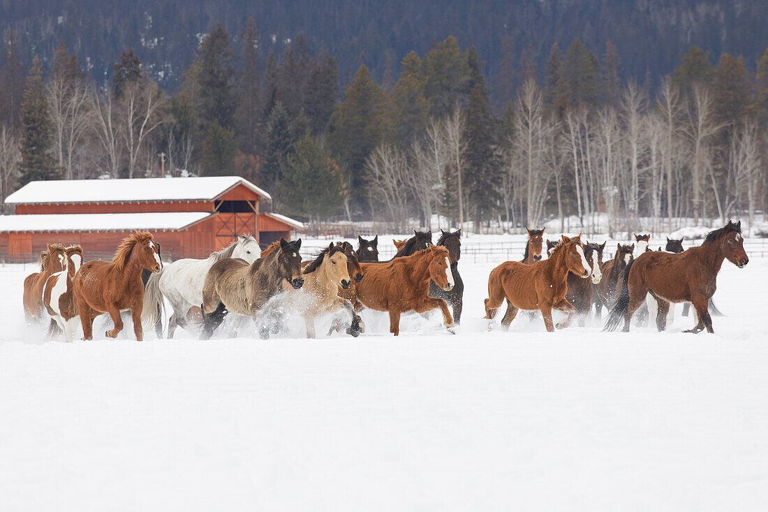 Rodeopferde beim winterlichen Zusammentreiben, Kalispell, Montana