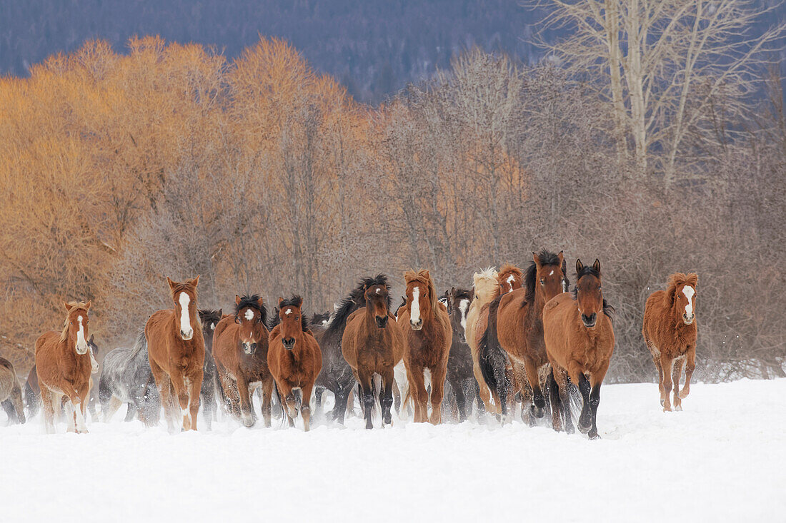 Rodeopferde während des Winter Roundups, Kalispell, Montana