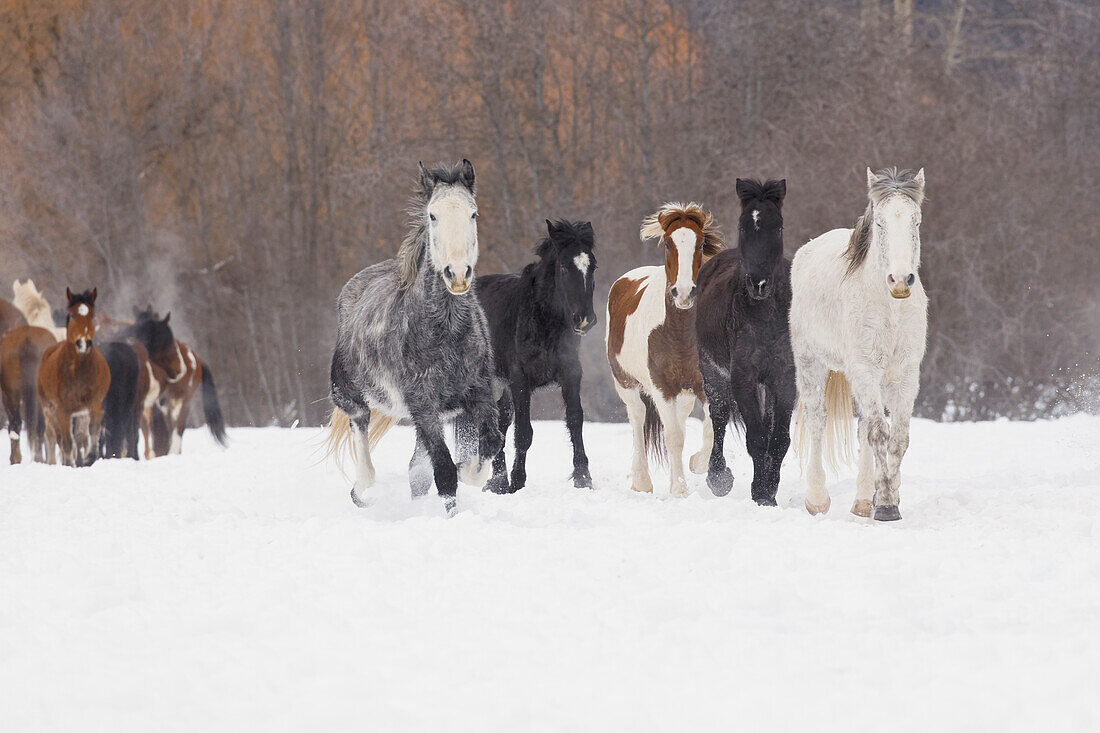 Rodeopferde beim Winter Roundup, Kalispell, Montana