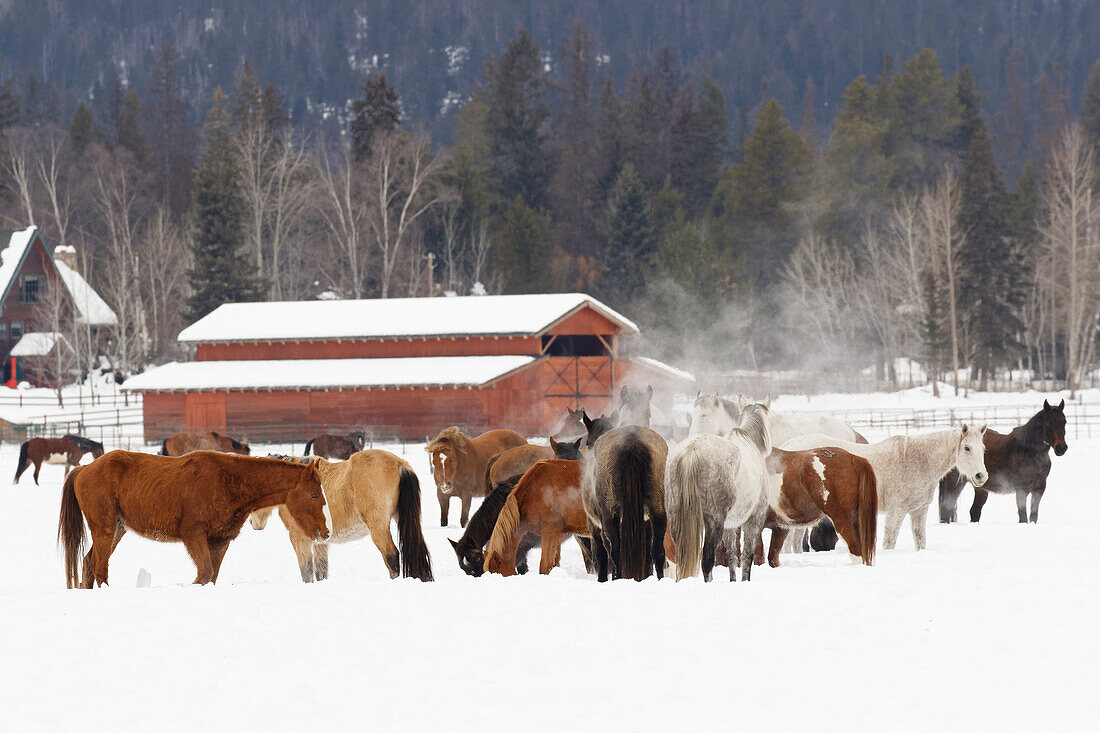 Rodeopferde laufen während des Winter Roundups, Kalispell, Montana