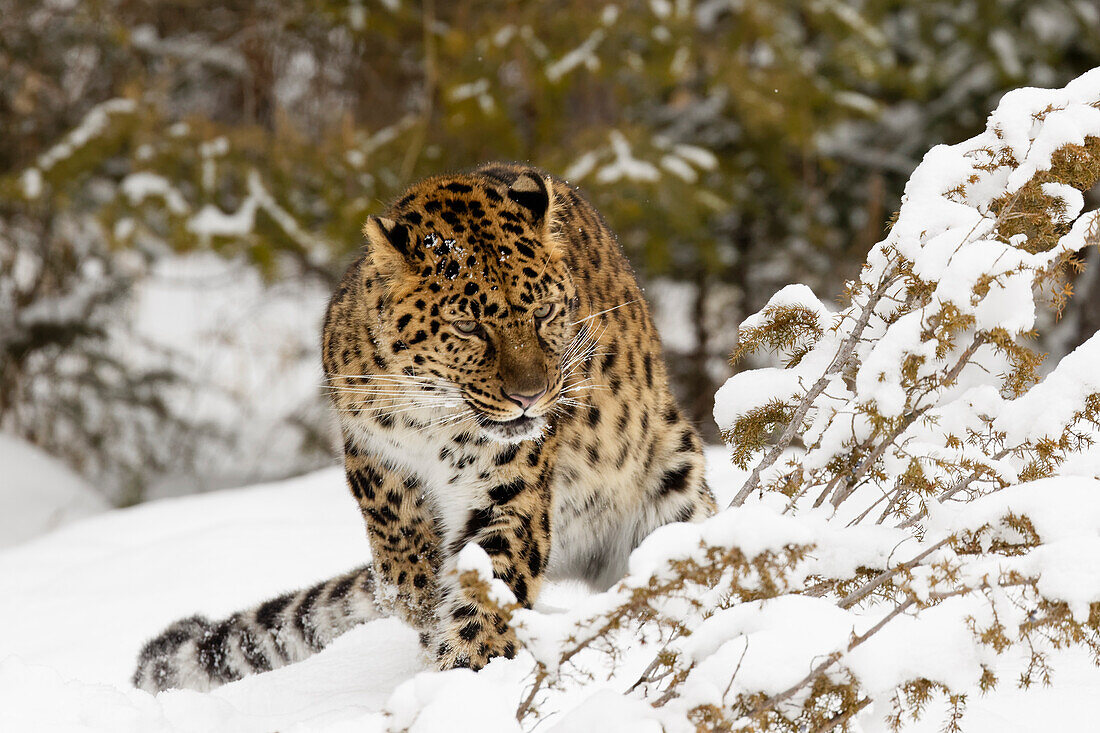 Amurleopard, Panthera pardus orientalis, kontrollierte Situation