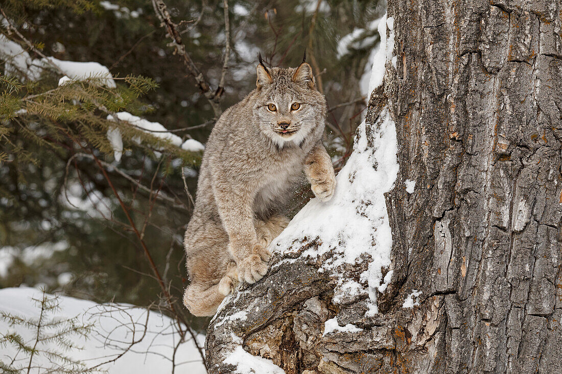 Kanadischer Luchs im Winter, Lynx canadensis, kontrollierte Situation