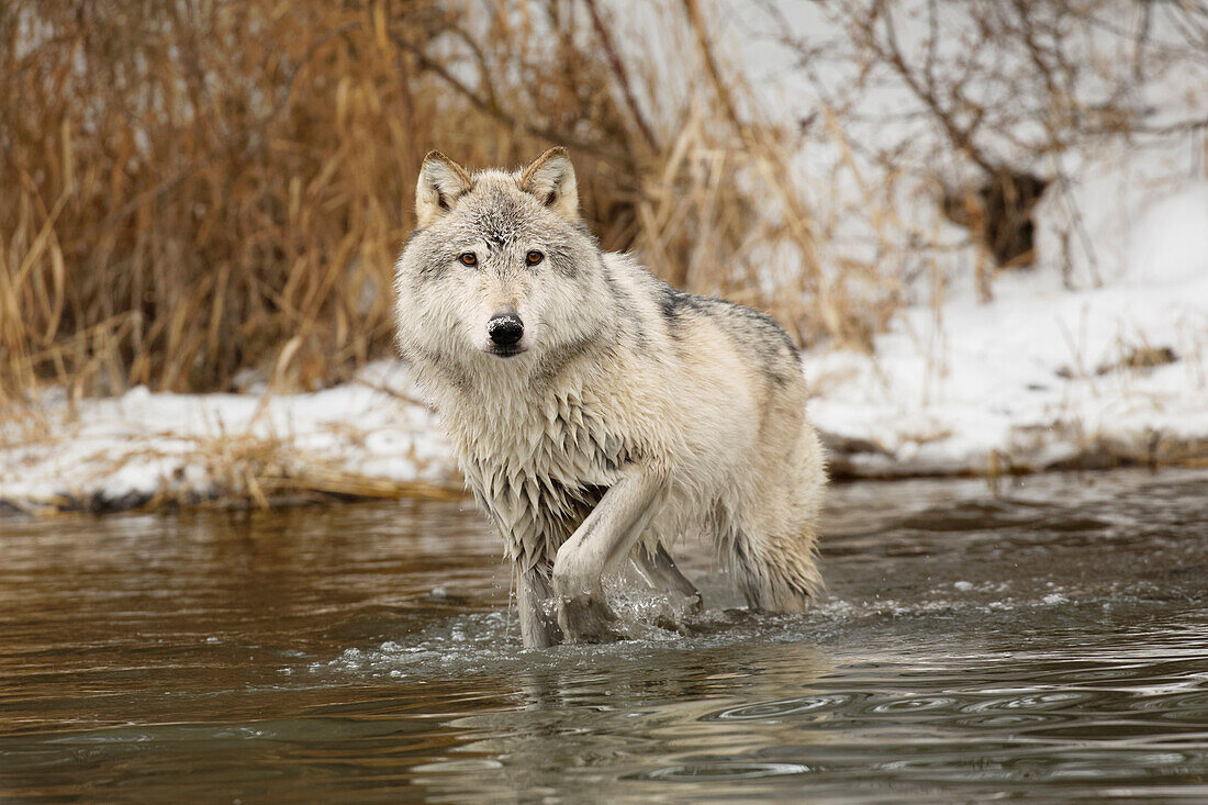 Tundra wolf, Canis lupus albus, in winter, controlled situation, Montana