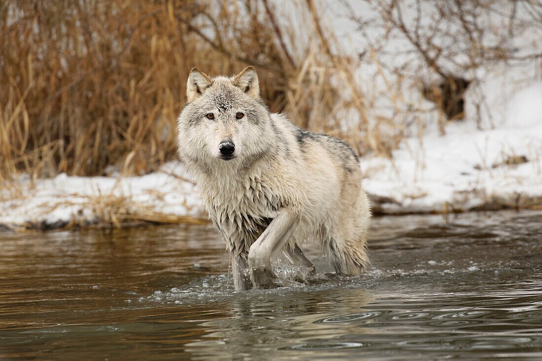 Tundrawolf, Canis lupus albus, im Winter, kontrollierte Situation, Montana