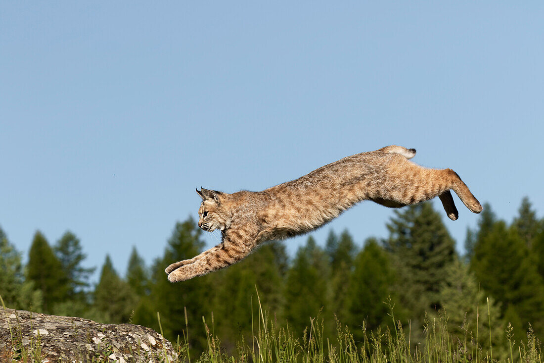 Bobcat springend, Lynx Rufus in Gefangenschaft