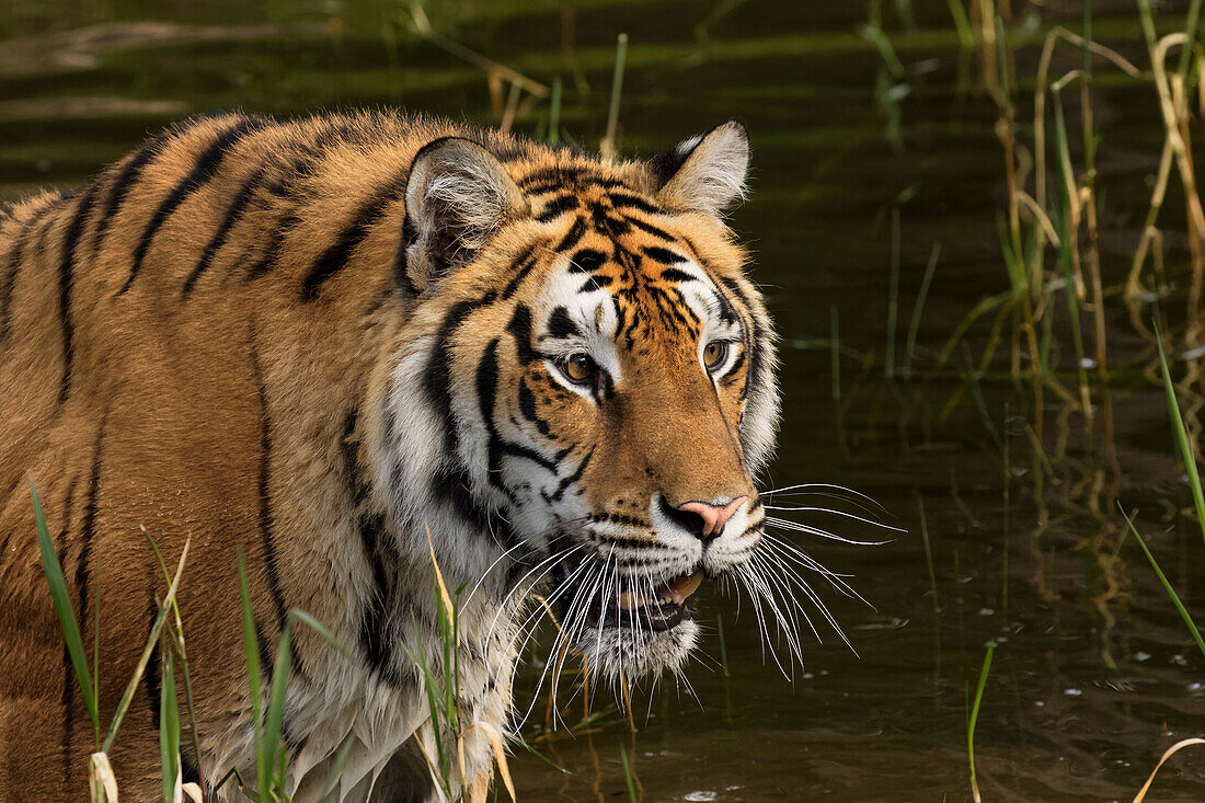 Siberian Tiger, Panthera tigris Altaic Captive