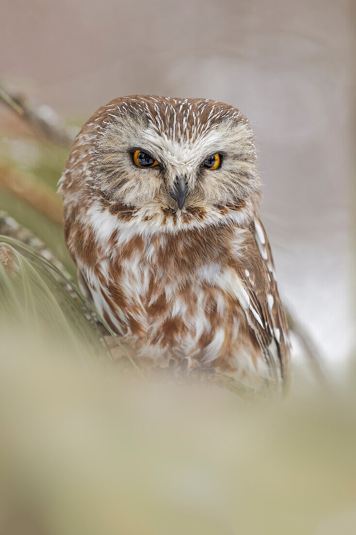 Northern saw-whet owl, Aegolius acadicus, controlled situation, Montana