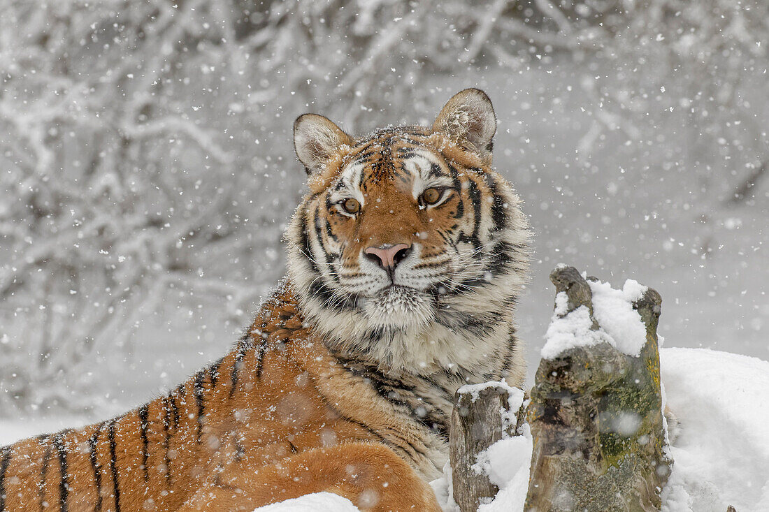 Sibirischer Tiger im Winter, Panthera tigris Tigris kontrollierte Situation, Montana