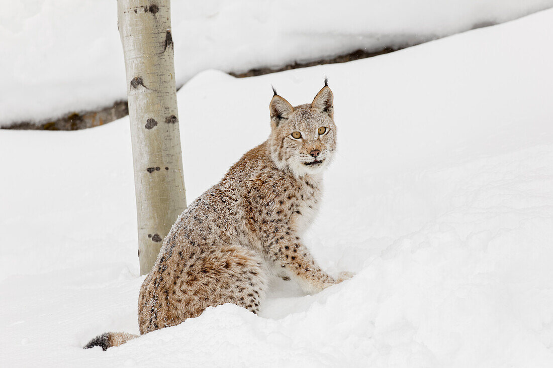 Sibirischer Luchs im Winter, Lynx lynx Wrangel kontrollierte Situation