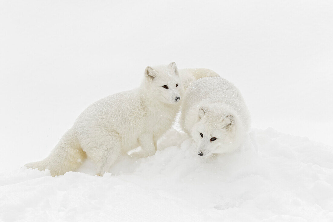 Polarfuchs im Winterfell auf Schnee, Vulpes lagopus, kontrollierte Situation