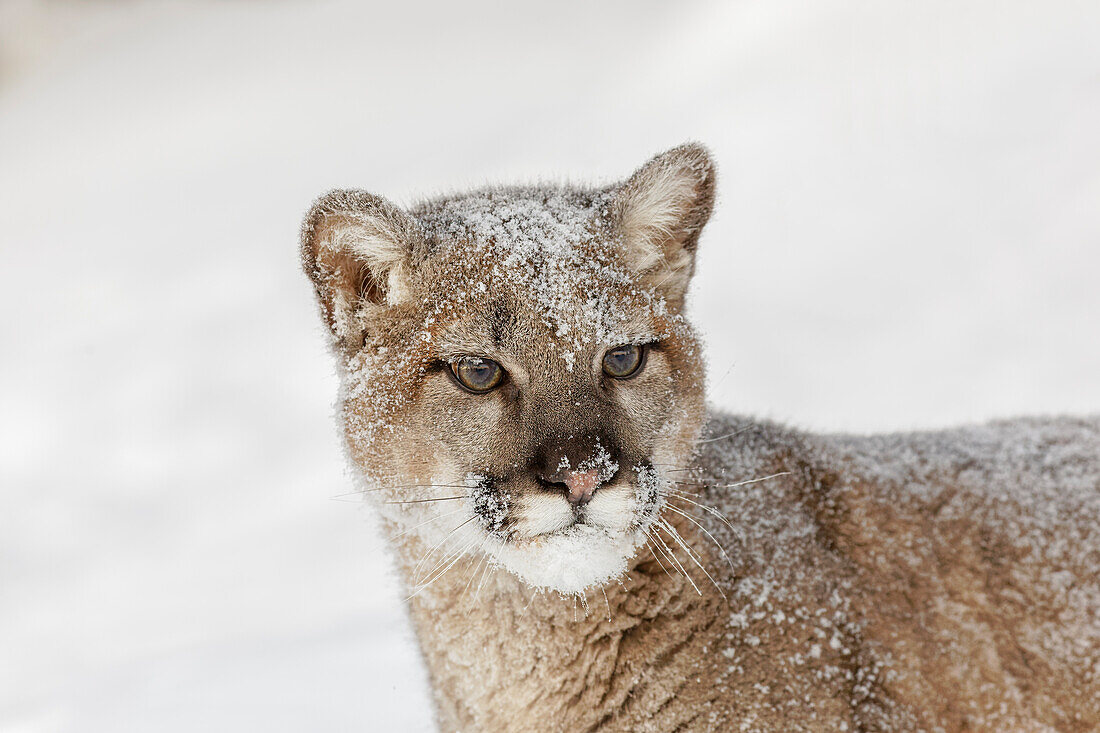 Junger Berglöwe im tiefen Winterschnee, kontrollierte Situation, Montana, Puma concolor