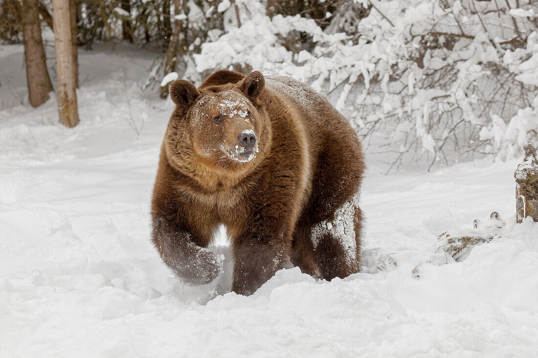 Grizzlybär im tiefen Winterschnee, Ursus arctic, kontrollierte Situation, Montana