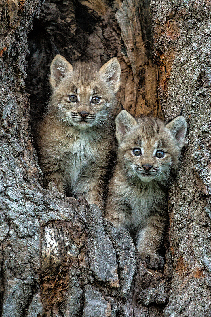 USA, Montana. Bobcat kittens in tree den.
