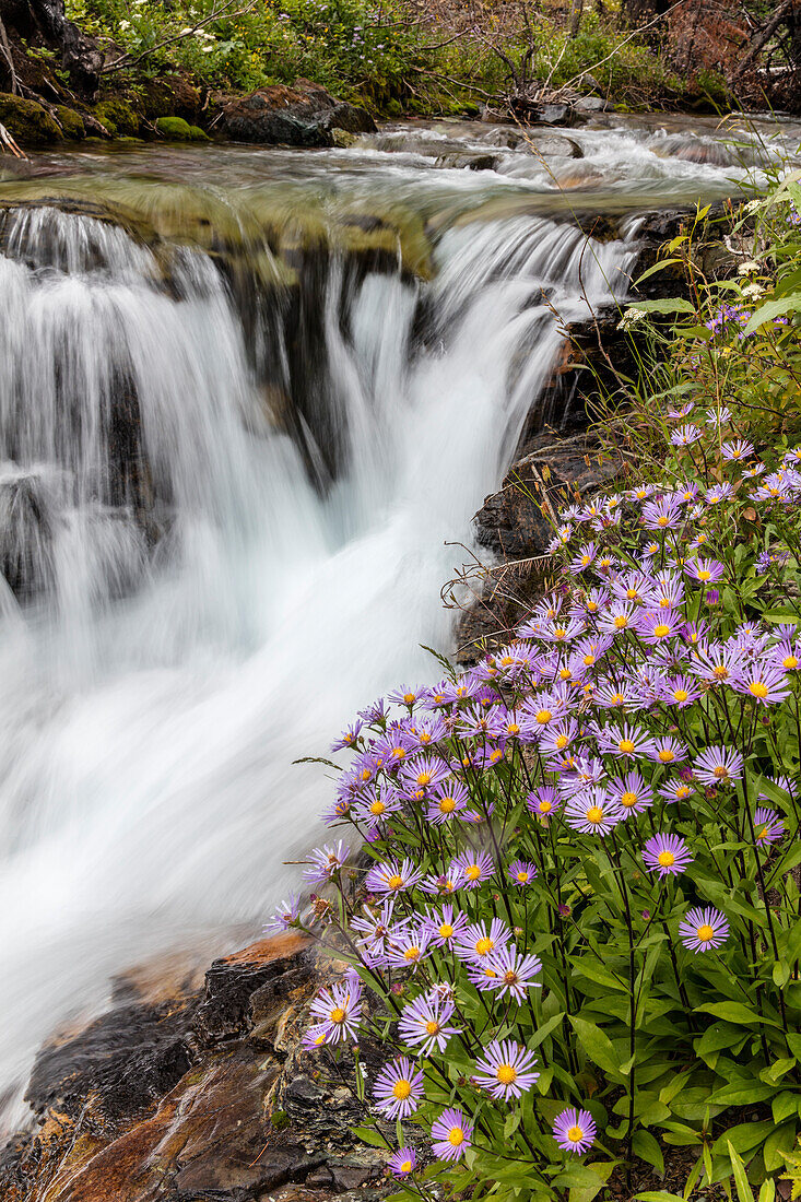Leafy aster along Baring Creek in Glacier National Park, Montana, USA (Large format sizes available)