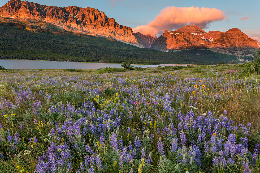 Prairie wildflowers in meadow in Glacier National Park, Montana, USA (Large format sizes available)