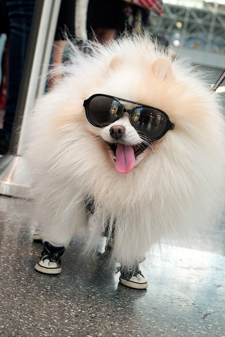 New York-Stadt, New York, USA. Kleiner flauschiger Hund mit Turnschuhen und Sonnenbrille.