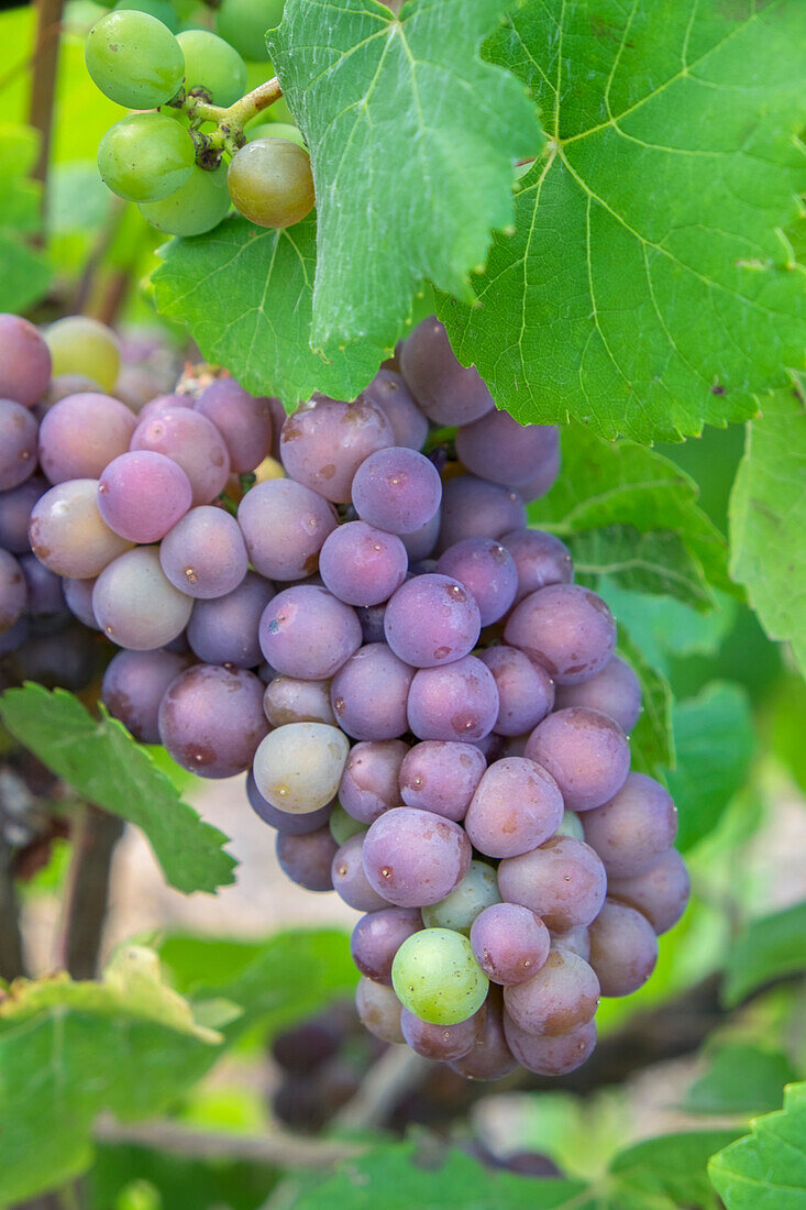 Grapes On Vine, Anyela'S Vineyard, Skaneateles, New York, Usa
