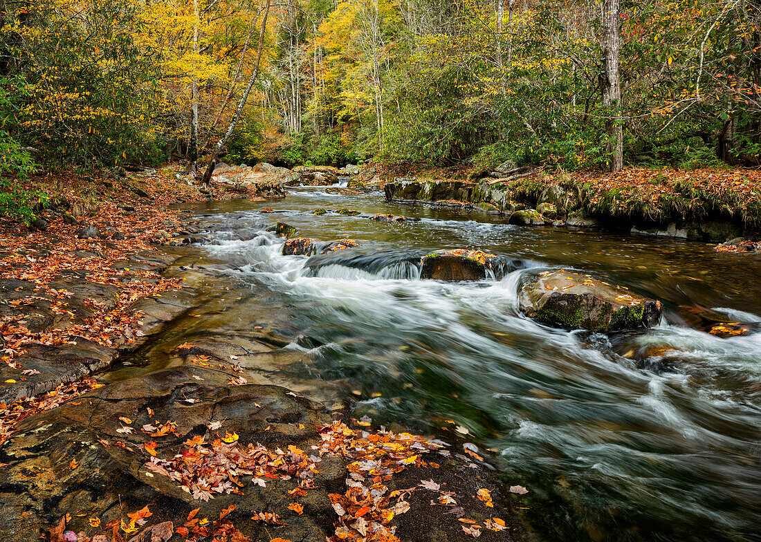 USA, North Carolina, Great Smoky Mountains National Park, Autumn leaves along the Oconaluftee River