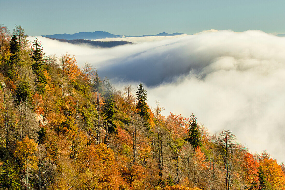 Herbstfarben und Nebel bei Sonnenaufgang, Blue Ridge Mountains vom Blue Ridge Parkway aus bei Sonnenaufgang, North Carolina