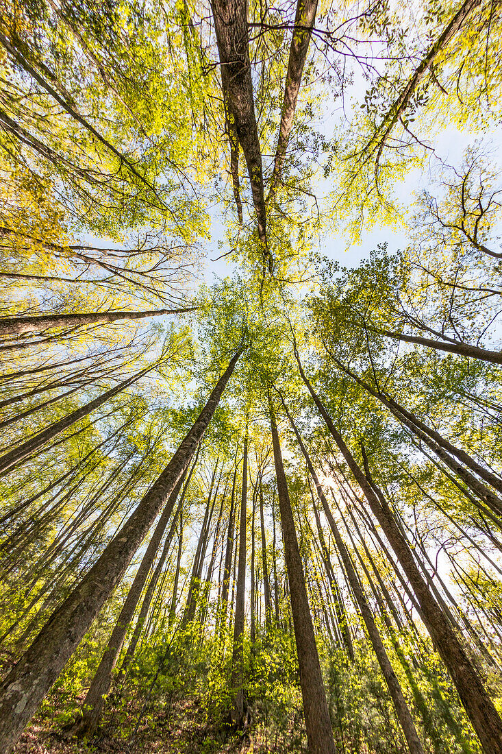 Wide angle view upward in the forest, Great Smoky Mountains, National Park, North Carolina