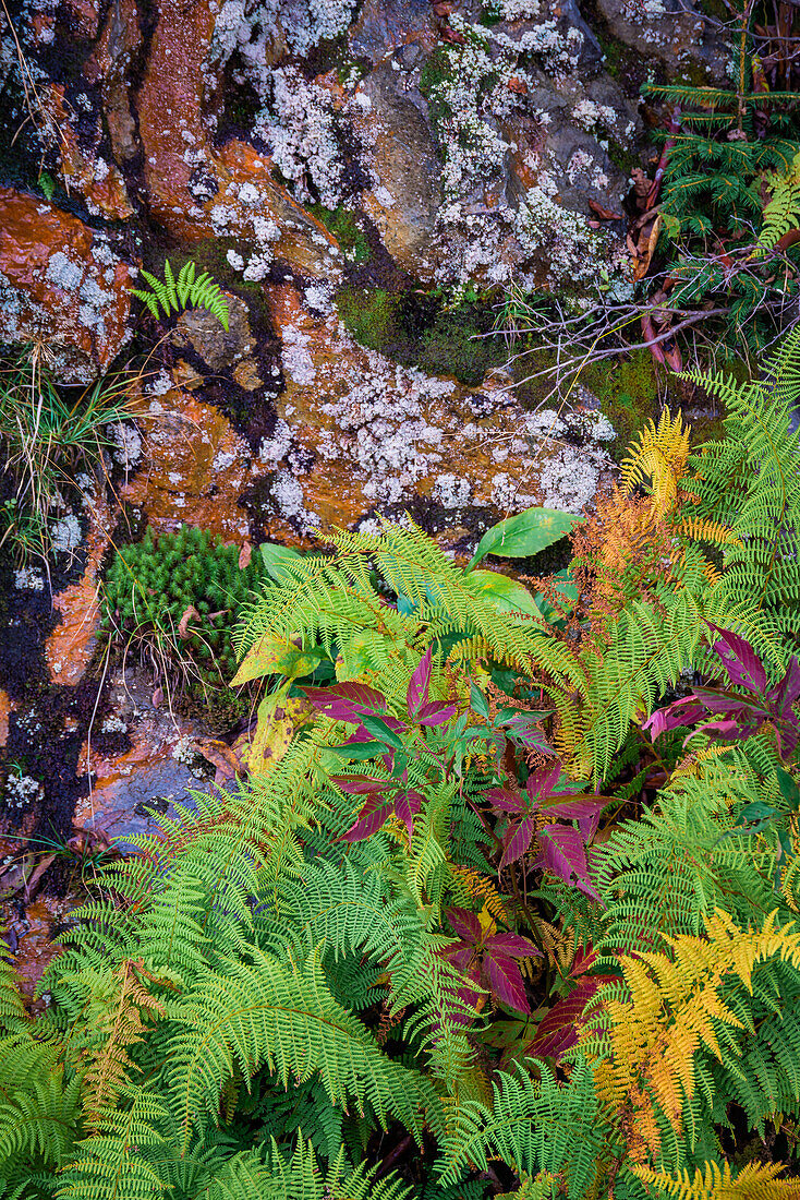 Farne an einer Felswand, Blue Ridge Parkway, Smoky Mountains, USA.