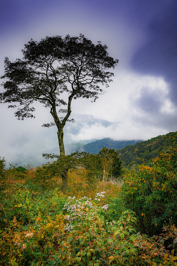 Blue Ridge Parkway, Smoky Mountains, USA.