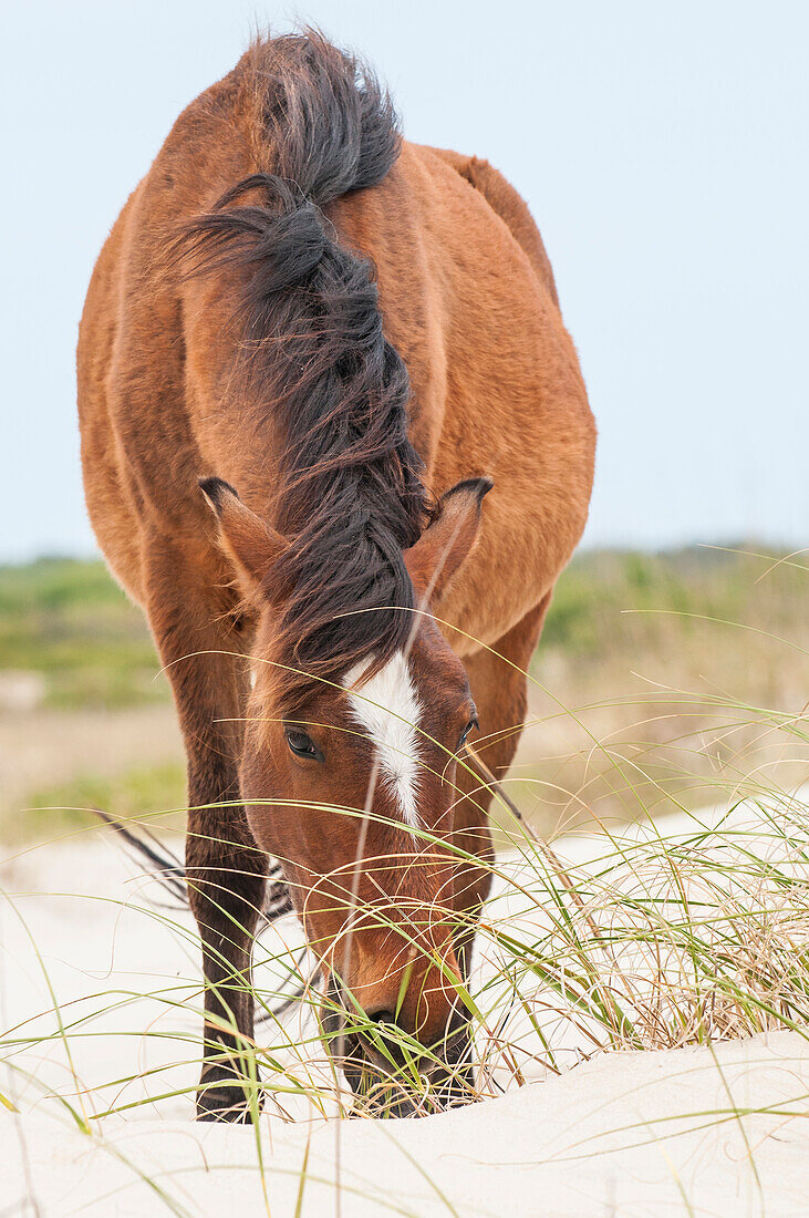 Wilde Mustangs oder Bankerpferde (Equus ferus caballus) im Currituck National Wildlife Refuge, Corolla, Outer Banks, North Carolina, USA.