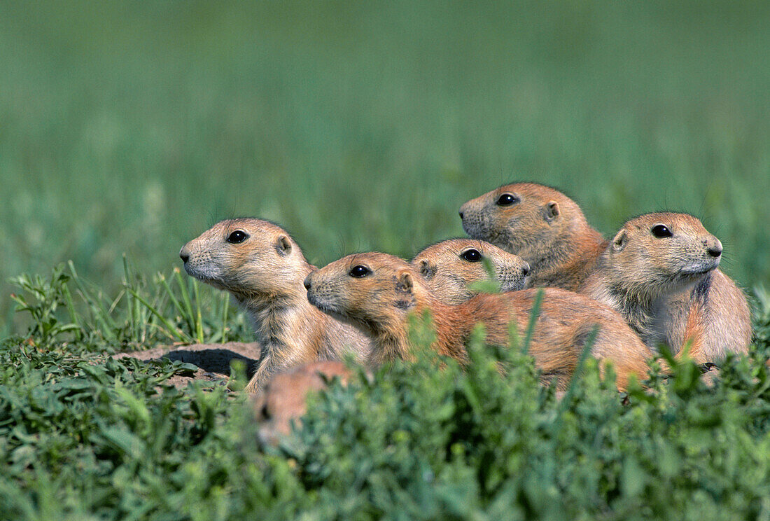 Black-tailed prairie dog (Cynomys ludovicianus) group on the lookout, Theodore Roosevelt National Park, North Dakota, USA