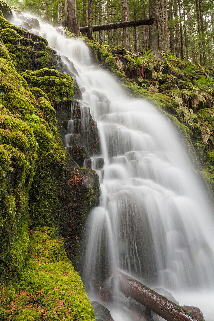 White Branch Falls, Oregon Cascades, Oregon