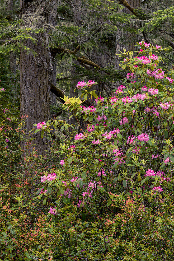 Rhododendron, Siuslaw National Forest, Oregon