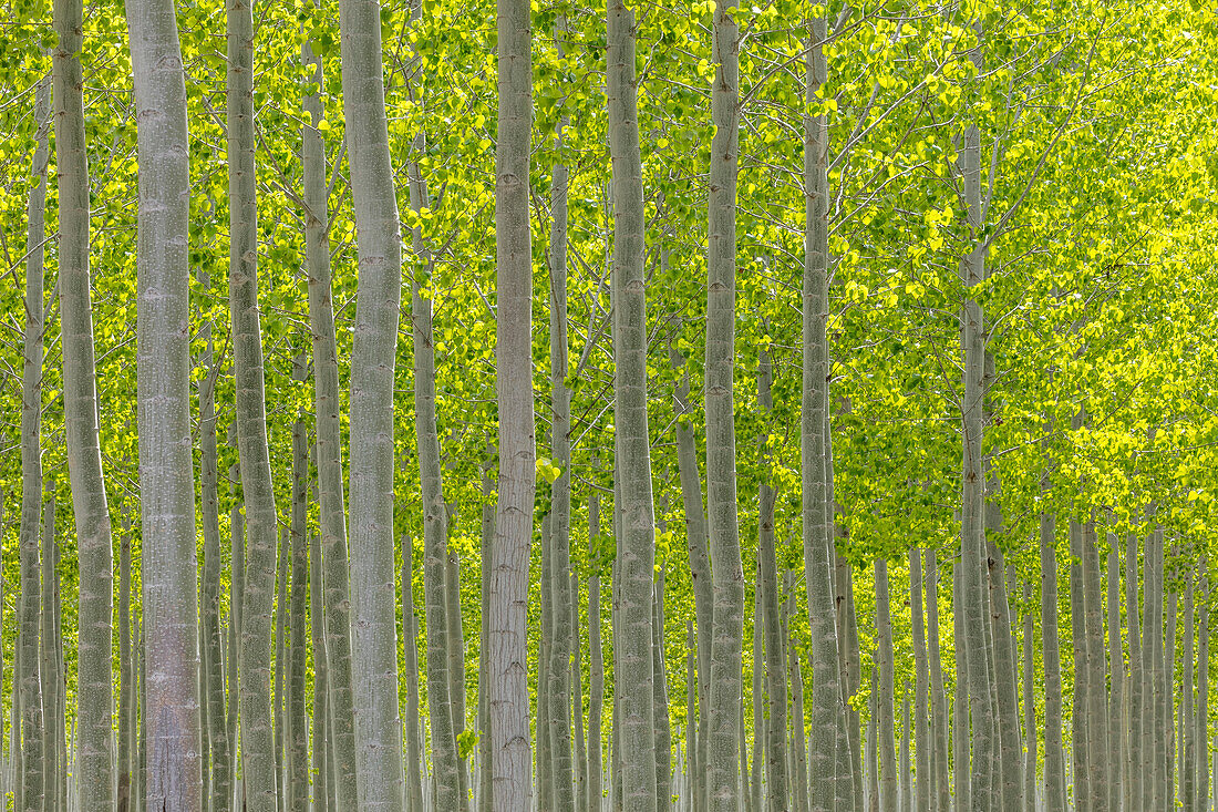 USA, Oregon, Boardman. Pattern of hybrid poplar trees