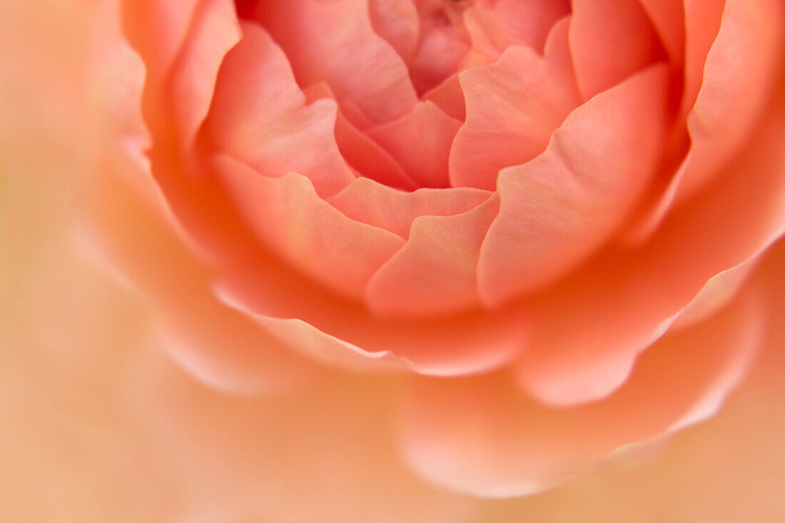 USA, Oregon, Portland. Detail einer orangefarbenen Rose