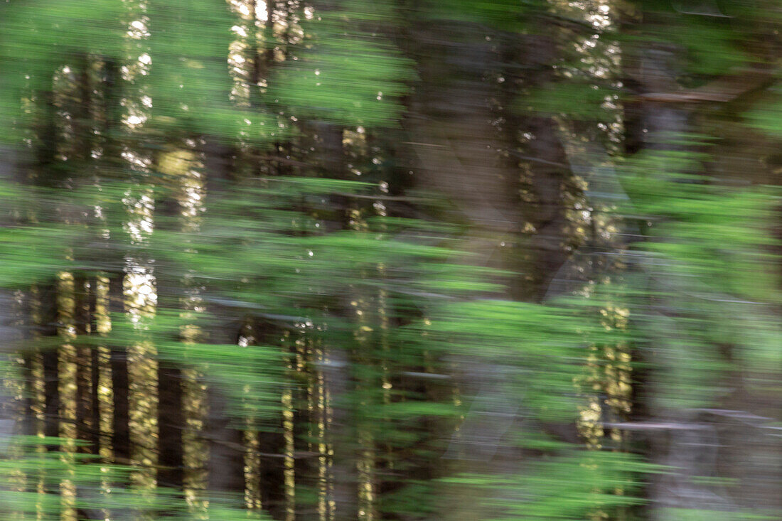 USA, Oregon. Motion blur through forest