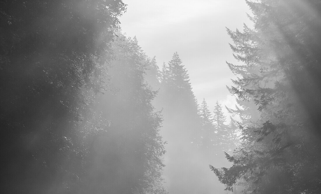 USA, Oregon. Trees in morning fog