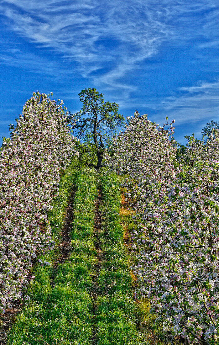 USA, Oregon, Hood River. Apfelplantage in voller Blüte